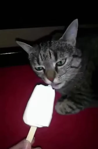 🍦 Стикер «Kitty 2» для Telegram