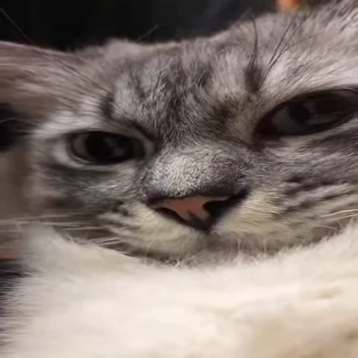 ☺️ Стикер «Kitty 2» для Telegram