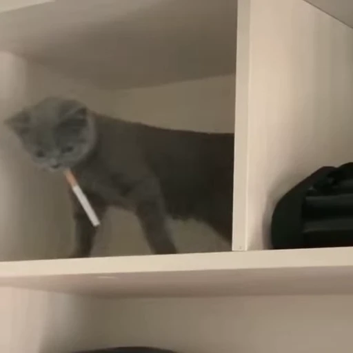 🚬 Стикер «Kitty 2» для Telegram