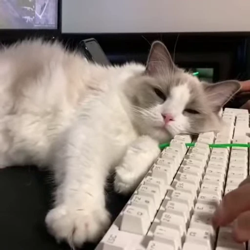 😴 Стикер «Kitty 2» для Telegram
