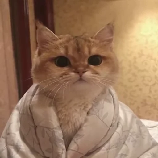 👀 Стикер «Kitty 2» для Telegram