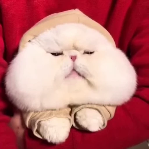 😋 Стикер «Kitty 2» для Telegram