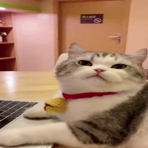 😼 Стикер «Kitty 2» для Telegram