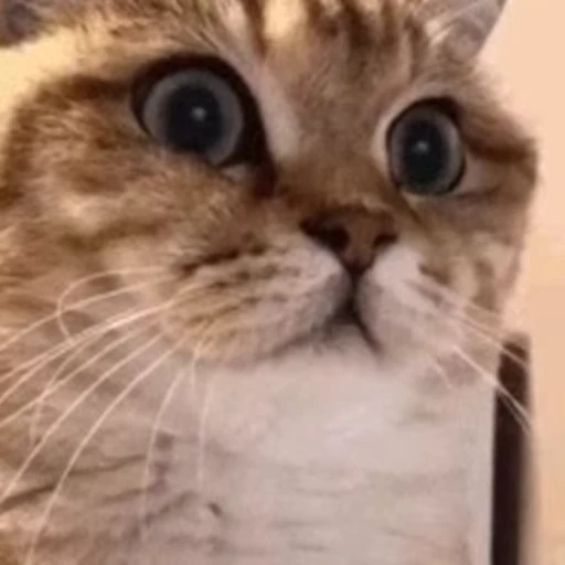 😳 Стикер «Kitty 2» для Telegram