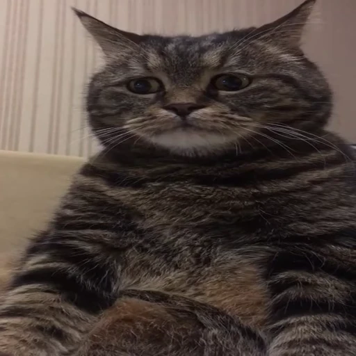 Стикерпак Kitty 2 для Telegram