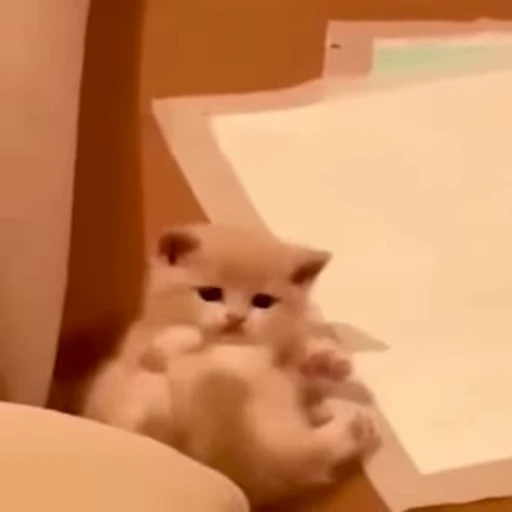 🐱 Стикер «Kitty 2» для Telegram