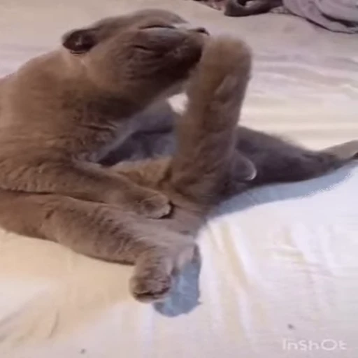 😏 Стикер «Kitty 2» для Telegram