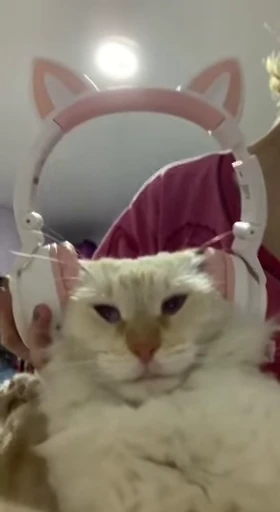 🎧 Стикер «Kitty 2» для Telegram