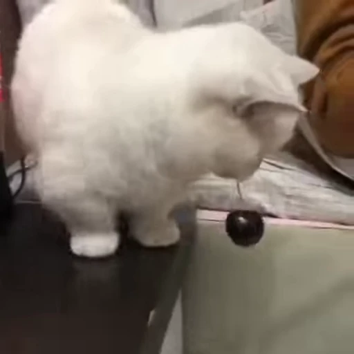🍒 Стикер «Kitty 2» для Telegram