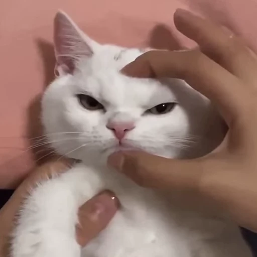 😾 Стикер «Kitty 2» для Telegram