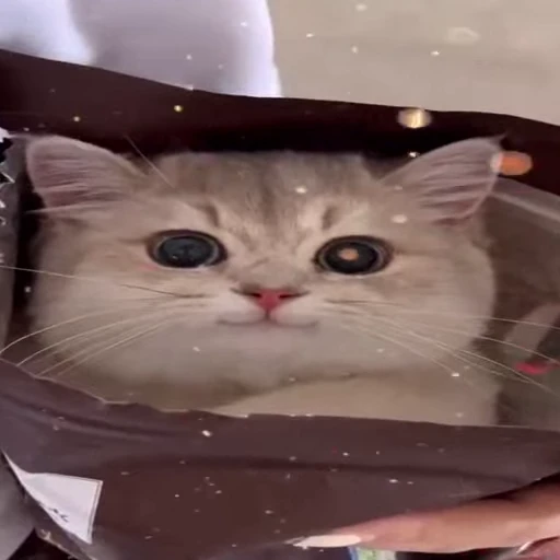 😼 Стикер «Kitty 2» для Telegram