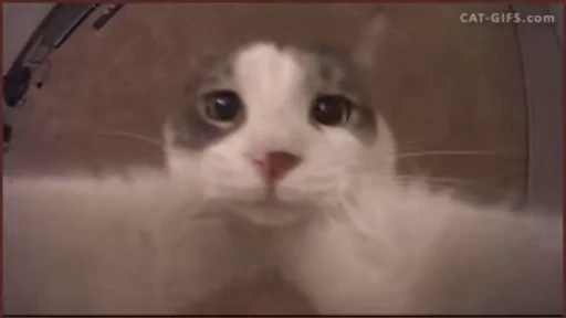 😽 Стикер «Kitty 2» для Telegram