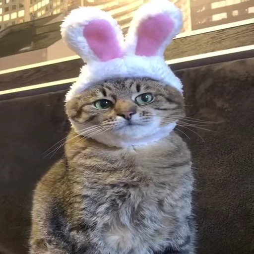 🐰 Стикер «Kitty 2» для Telegram