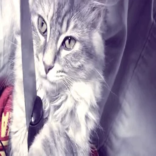 🔪 Стикер «Kitty 2» для Telegram