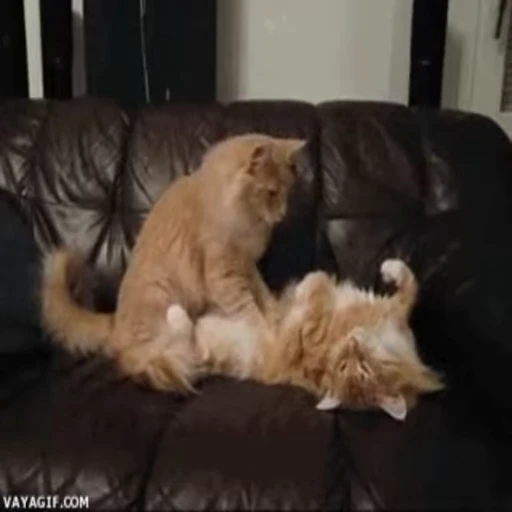 🤗 Стикер «Kitty 2» для Telegram