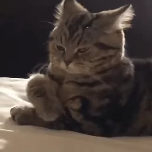 😾 Стикер «Kitty 2» для Telegram