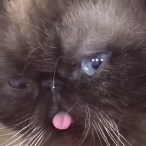 😪 Стикер «Kitty 2» для Telegram