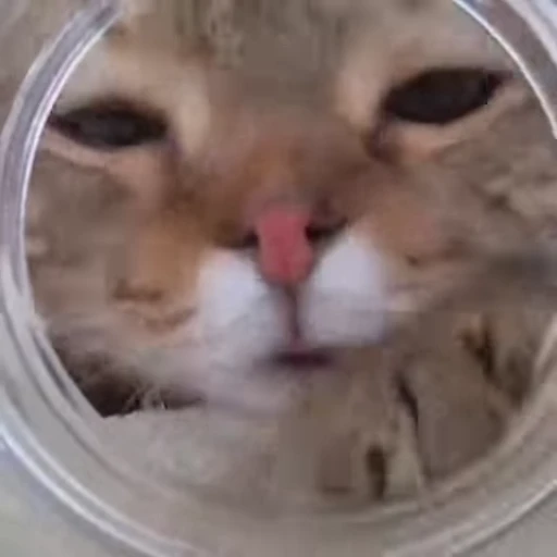 🍱 Стикер «Kitty 2» для Telegram