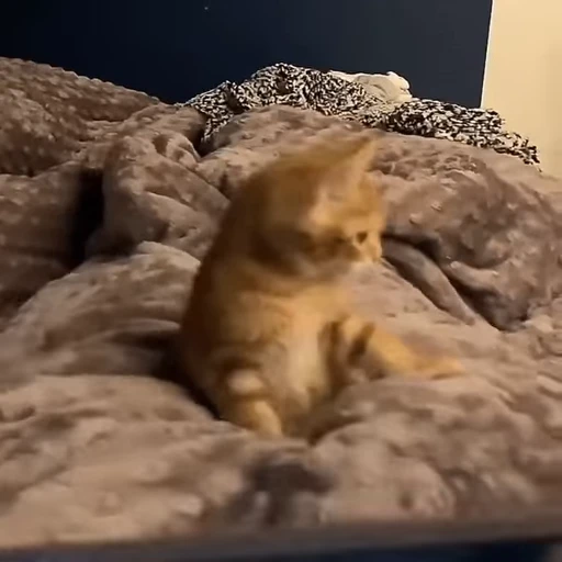 🙀 Стикер «Kitty 2» для Telegram