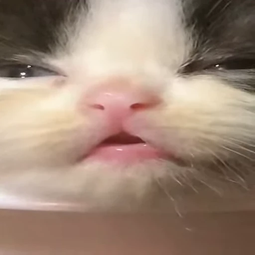 🤤 Стикер «Kitty 2» для Telegram