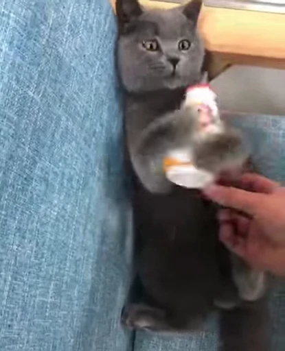 🧃 Стикер «Kitty 2» для Telegram
