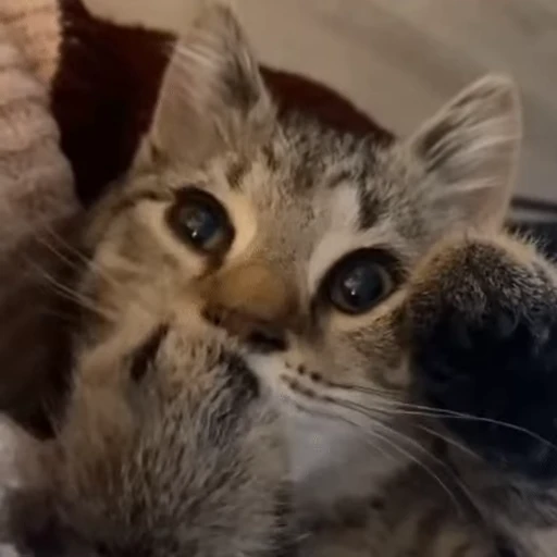 😸 Стикер «Kitty 2» для Telegram