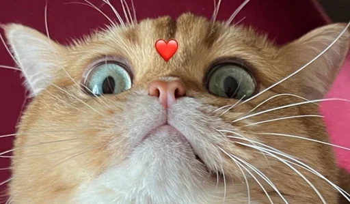 Стикерпак PussyPaw для Telegram