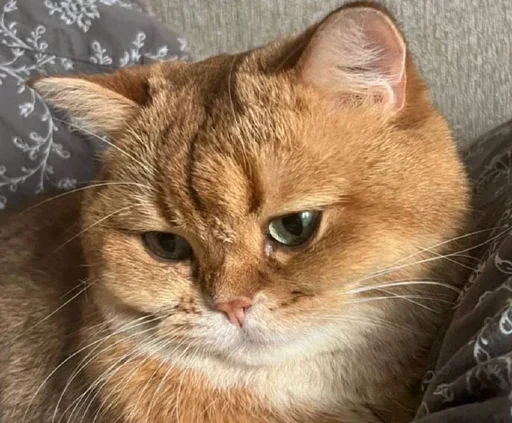🤔 Стикер «PussyPaw» для Telegram