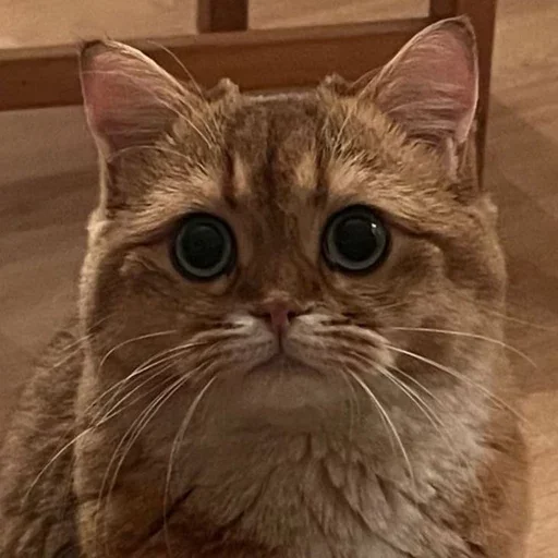 🥺 Стикер «PussyPaw» для Telegram