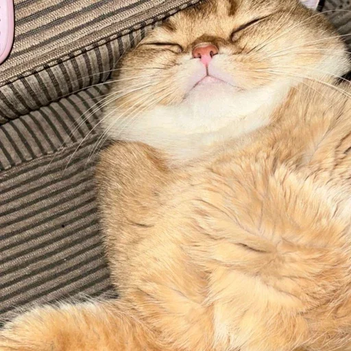 😴 Стикер «PussyPaw» для Telegram