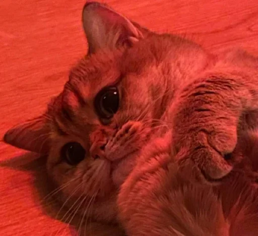 🥹 Стикер «PussyPaw» для Telegram