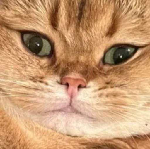 😤 Стикер «PussyPaw» для Telegram