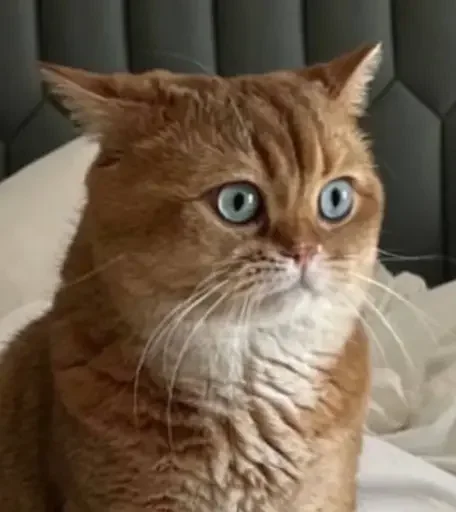🫥 Стикер «PussyPaw» для Telegram