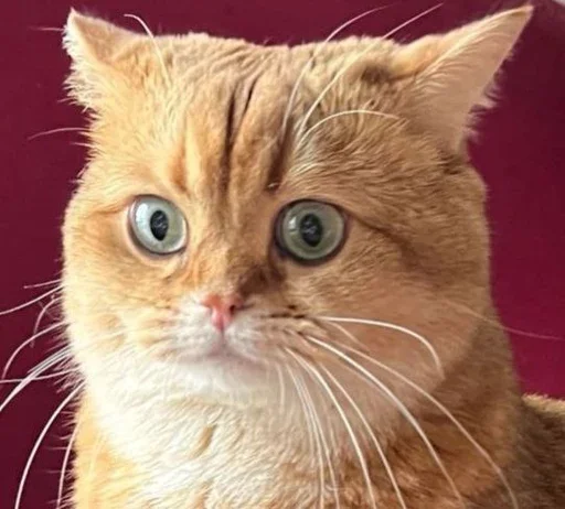 😯 Стикер «PussyPaw» для Telegram