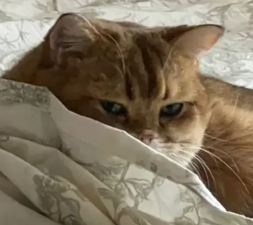 🫣 Стикер «PussyPaw» для Telegram