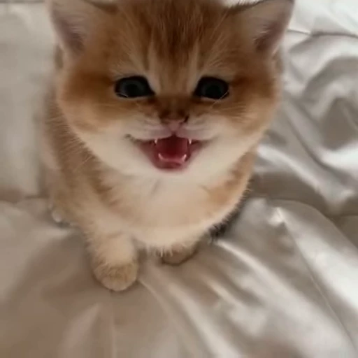 😼 Стикер «сладкие пусечки» для Telegram