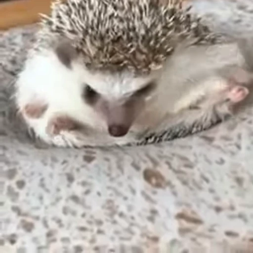 🦔 Стикер «сладкие пусечки» для Telegram