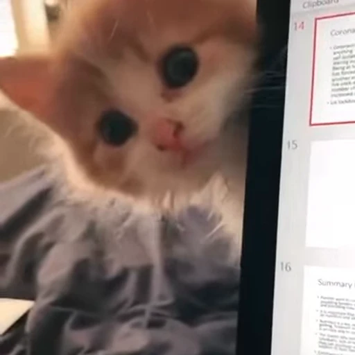 😊 Стикер «сладкие пусечки» для Telegram