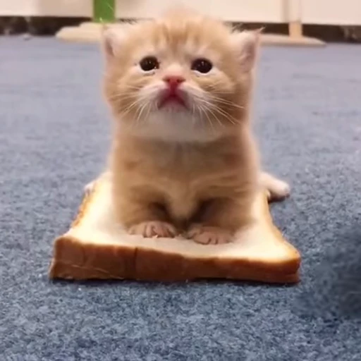 🥪 Стикер «сладкие пусечки» для Telegram