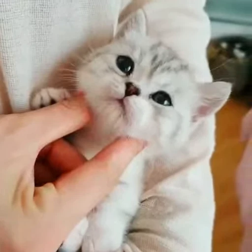 😊 Стикер «сладкие пусечки» для Telegram