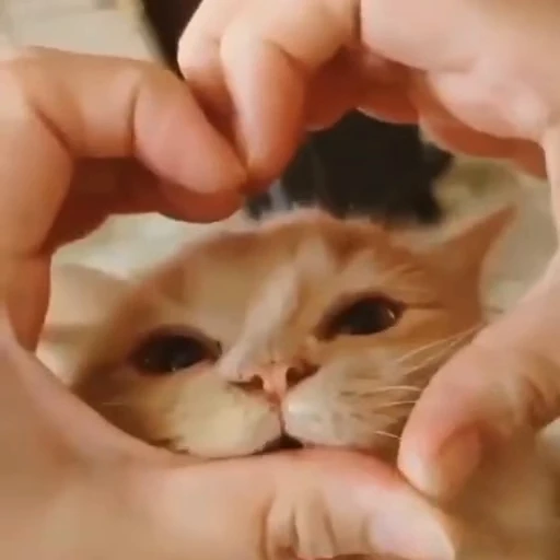 🥰 Стикер «сладкие пусечки» для Telegram