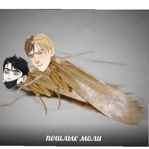 🥵 Стикер «ПВЛ миори» для Telegram