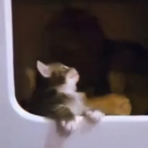 🥰 Стикер «Cats compilation» для Telegram