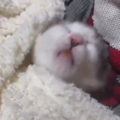 😴 Стикер «Cats compilation» для Telegram