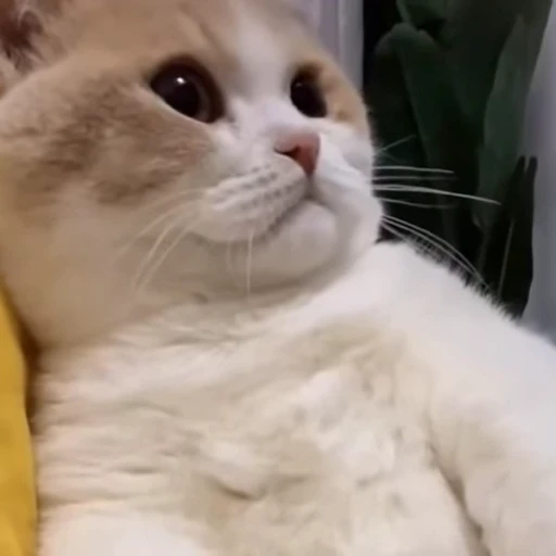 ☹️ Стикер «Cats compilation» для Telegram