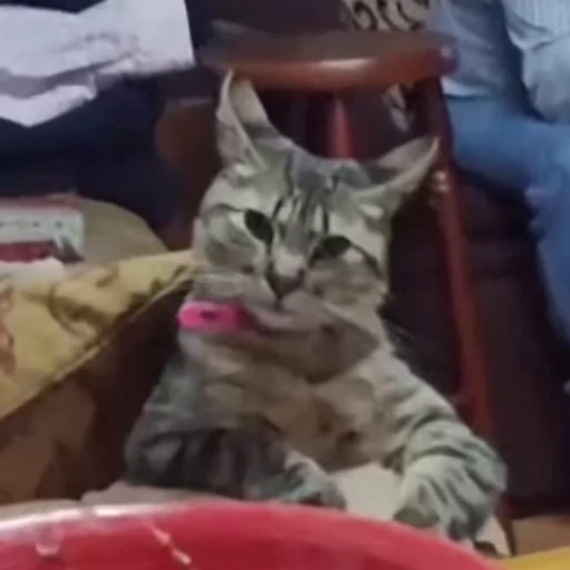 🙁 Стикер «Cats compilation» для Telegram