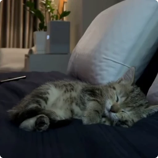 💤 Стикер «Cats compilation» для Telegram