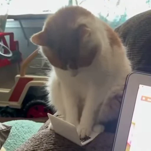 👨‍💻 Стикер «Cats compilation» для Telegram