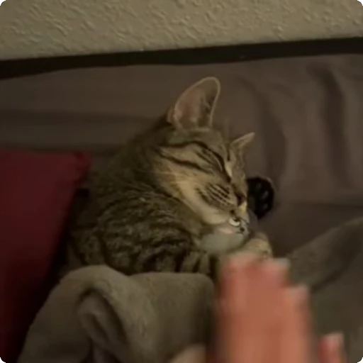 🥺 Стикер «Cats compilation» для Telegram