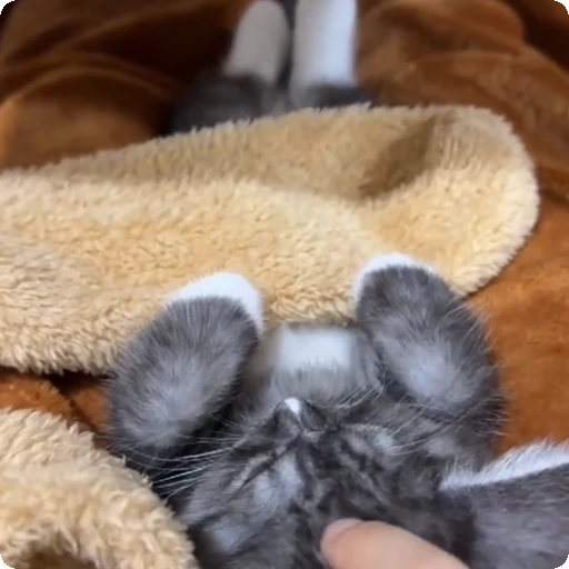 💤 Стикер «Cats compilation» для Telegram